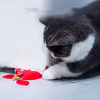 Smart cat toy set